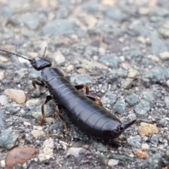 Anisolabididae (family) (Unidentified wingless earwig) at Lyneham, ACT - 3 Mar 2021 by trevorpreston