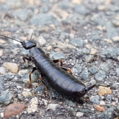 Anisolabididae (family) (Unidentified wingless earwig) at Sullivans Creek, Lyneham South - 2 Mar 2021 by trevorpreston