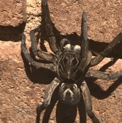 Tasmanicosa sp. (genus) (Unidentified Tasmanicosa wolf spider) at Sullivans Creek, Lyneham South - 2 Mar 2021 by Tapirlord