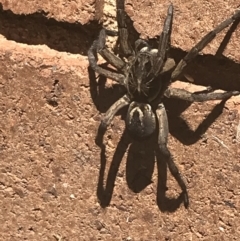 Tasmanicosa sp. (genus) at Lyneham, ACT - suppressed