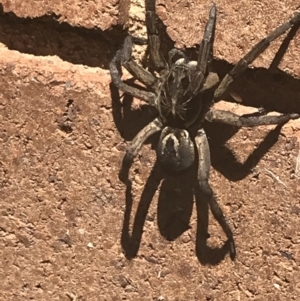 Tasmanicosa sp. (genus) at Lyneham, ACT - 2 Mar 2021