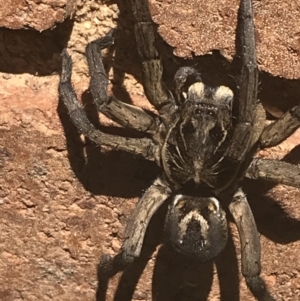 Tasmanicosa sp. (genus) at Lyneham, ACT - 2 Mar 2021