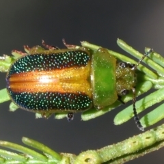 Calomela parilis (Leaf beetle) at Mount Ainslie - 2 Mar 2021 by jb2602