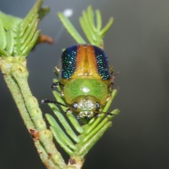 Calomela parilis at Majura, ACT - 2 Mar 2021 05:19 PM