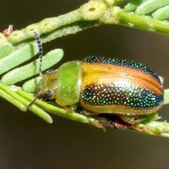 Calomela parilis at Majura, ACT - 2 Mar 2021