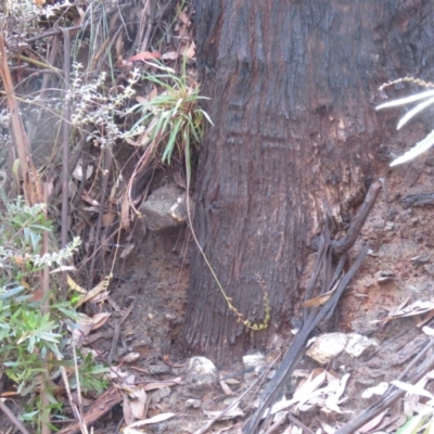 Stylidium armeria subsp. armeria (Trigger Plant) at Namadgi National Park - 2 Mar 2021 by SandraH