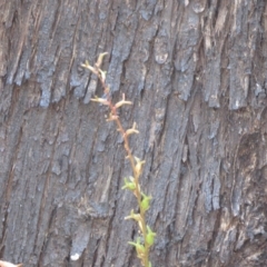 Stylidium armeria subsp. armeria at Cotter River, ACT - 2 Mar 2021 11:56 AM