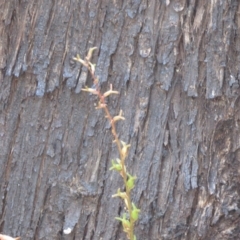 Stylidium armeria subsp. armeria at Cotter River, ACT - 2 Mar 2021