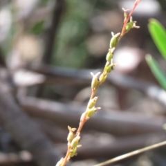 Stylidium armeria subsp. armeria at Cotter River, ACT - 2 Mar 2021 11:56 AM