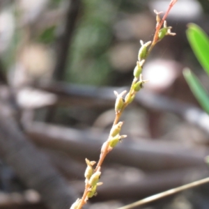 Stylidium armeria subsp. armeria at Cotter River, ACT - 2 Mar 2021 11:56 AM