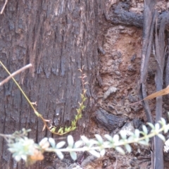 Stylidium armeria subsp. armeria at Cotter River, ACT - 2 Mar 2021 11:56 AM