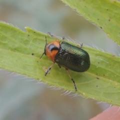 Aporocera (Aporocera) consors (A leaf beetle) at Greenway, ACT - 31 Jan 2021 by michaelb