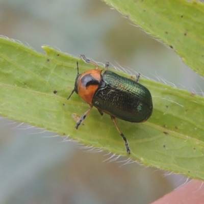 Aporocera (Aporocera) consors (A leaf beetle) at Pine Island to Point Hut - 31 Jan 2021 by michaelb
