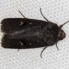 Proteuxoa atra (Sombre Noctuid) at Melba, ACT - 18 Feb 2021 by Bron