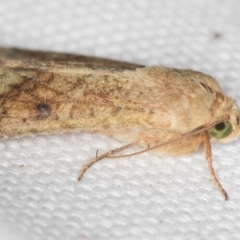 Heliothinae (subfamily) (Budworm) at Melba, ACT - 18 Feb 2021 by Bron