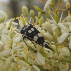 Hoshihananomia leucosticta (Pintail or Tumbling flower beetle) at Conder, ACT - 2 Jan 2021 by MichaelBedingfield