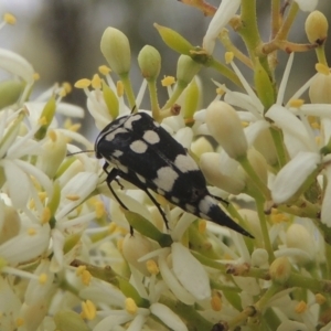 Hoshihananomia leucosticta at Conder, ACT - 2 Jan 2021 06:03 PM