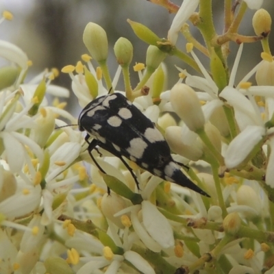 Hoshihananomia leucosticta (Pintail or Tumbling flower beetle) at Pollinator-friendly garden Conder - 2 Jan 2021 by michaelb