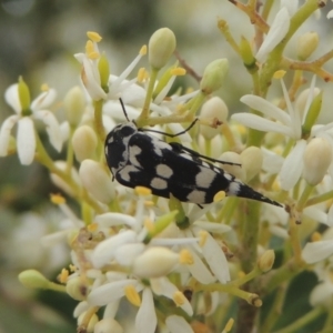 Hoshihananomia leucosticta at Conder, ACT - 2 Jan 2021