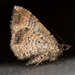 Larentiinae (subfamily) (A geometer moth) at Melba, ACT - 18 Feb 2021 by Bron