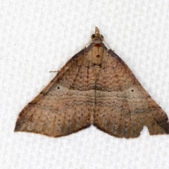 Anachloris uncinata (Hook-winged Carpet (Larentiinae)) at Melba, ACT - 18 Feb 2021 by Bron