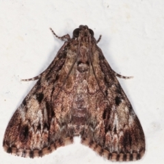 Salma cinerascens (A Pyralid moth) at Melba, ACT - 22 Feb 2021 by kasiaaus