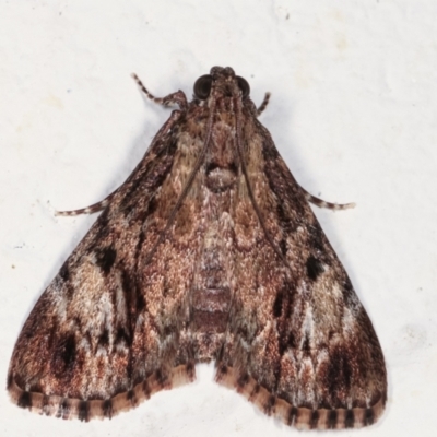Salma cinerascens (A Pyralid moth) at Melba, ACT - 21 Feb 2021 by kasiaaus