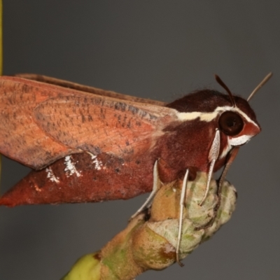 Hippotion scrofa (Coprosma Hawk Moth) at Melba, ACT - 22 Feb 2021 by kasiaaus