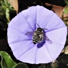 Megachile (Eutricharaea) serricauda (Leafcutter bee, Megachilid bee) at Wanniassa, ACT - 3 Mar 2021 by JohnBundock