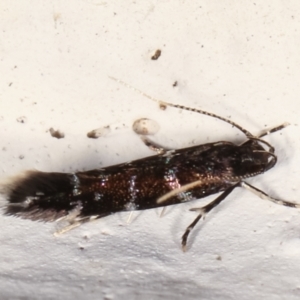 Stagmatophora argyrostrepta at Melba, ACT - 22 Feb 2021