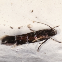 Stagmatophora argyrostrepta at Melba, ACT - 22 Feb 2021