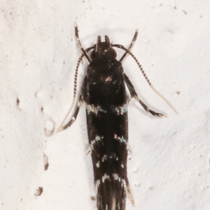 Stagmatophora argyrostrepta at Melba, ACT - 22 Feb 2021