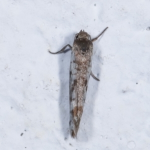 Lepidoptera provisional species 1 at Melba, ACT - 22 Feb 2021