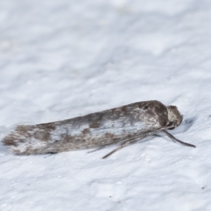 Lepidoptera provisional species 1 at Melba, ACT - 22 Feb 2021 12:44 AM