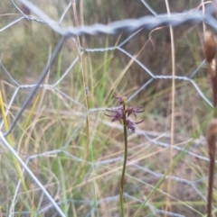 Corunastylis ostrina at Mongarlowe River - 23 Feb 2021 by MelitaMilner