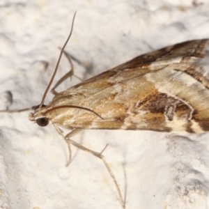 Hellula hydralis at Melba, ACT - 22 Feb 2021 12:48 AM