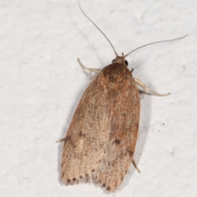 Heliocausta undescribed species (A Concealer moth (Wingia group)) at Melba, ACT - 22 Feb 2021 by kasiaaus