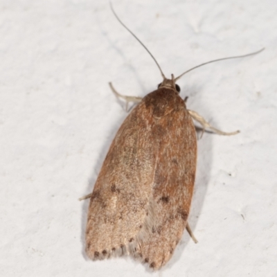 Heliocausta undescribed species (A concealer moth) at Melba, ACT - 22 Feb 2021 by kasiaaus