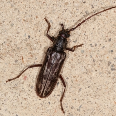 Pachydissus sp. (genus) (Longhorn or longicorn beetle) at Melba, ACT - 22 Feb 2021 by kasiaaus
