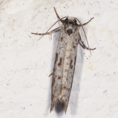 Lepidoscia (genus) ADULT at Melba, ACT - 22 Feb 2021 by kasiaaus