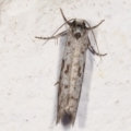 Lepidoscia (genus) at Melba, ACT - 22 Feb 2021