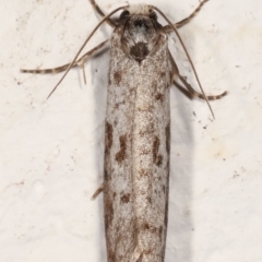 Lepidoscia (genus) ADULT at Melba, ACT - 22 Feb 2021 10:01 PM