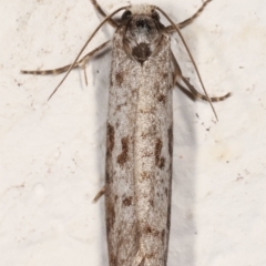 Lepidoscia (genus) ADULT at Melba, ACT - 22 Feb 2021