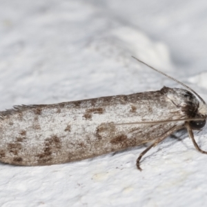 Lepidoscia (genus) ADULT at Melba, ACT - 22 Feb 2021 10:01 PM