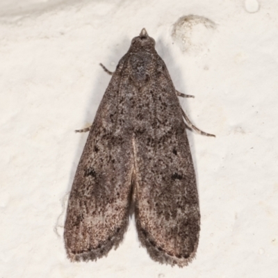 Heteromicta pachytera (Galleriinae subfamily moth) at Melba, ACT - 22 Feb 2021 by kasiaaus