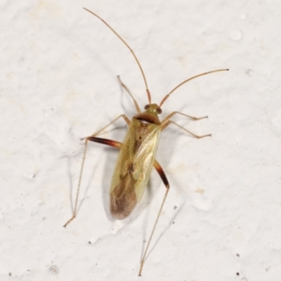 Miridae (family) (Unidentified plant bug) at Melba, ACT - 22 Feb 2021 by kasiaaus