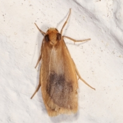 Threnosia heminephes (Halved Footman) at Melba, ACT - 23 Feb 2021 by kasiaaus