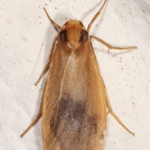 Threnosia heminephes at Melba, ACT - 23 Feb 2021 12:18 AM