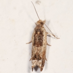 Crocidosema plebejana (Cotton Tipworm Moth) at Melba, ACT - 22 Feb 2021 by kasiaaus