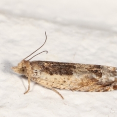 Crocidosema plebejana at Melba, ACT - 23 Feb 2021 12:24 AM